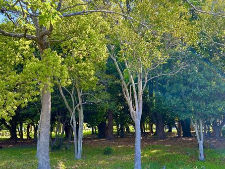 自然の風景、緑、散歩道 自然の風景、緑、散歩道の写真