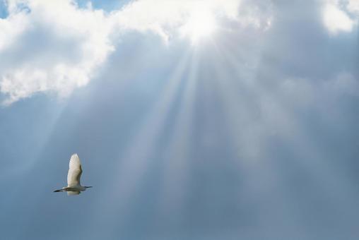 空と鳥と太陽 空と鳥と太陽の写真