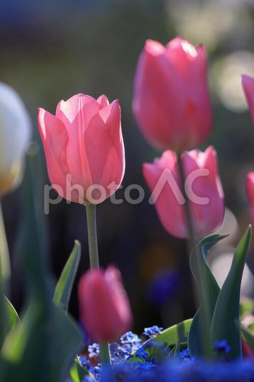 ピンクのチューリップ（標準露出） チューリップ,自然,花の写真素材
