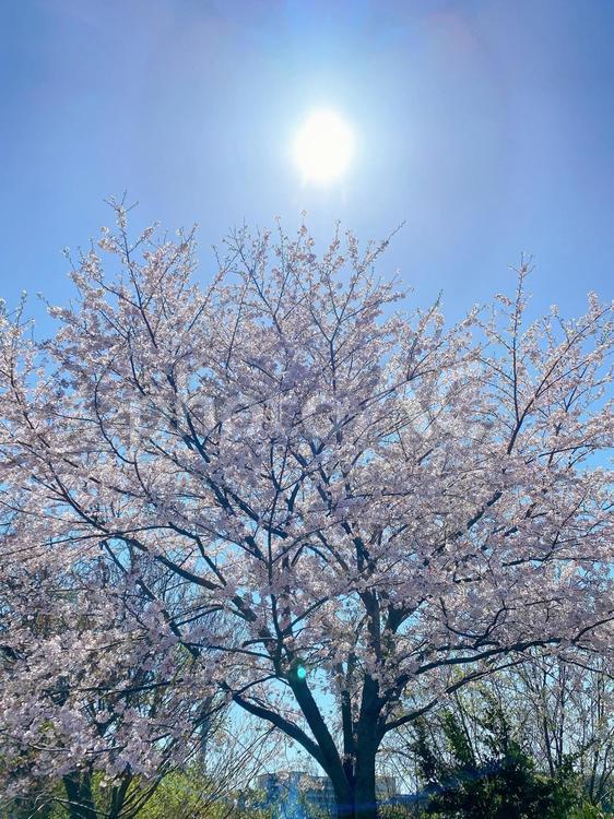 幻想的な大きな桜の木 桜,ソメイヨシノ,幻想的の写真素材