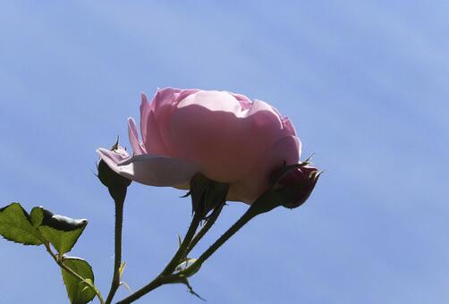 バラ [Rose]-005の写真