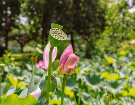 古代ハスの花6ー38 古代ハスの花6ー38の写真