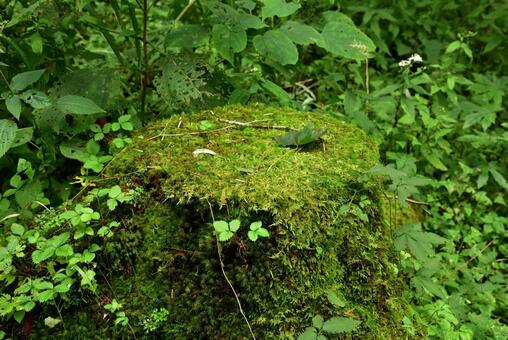 苔に覆われた木 苔に覆われた木の写真