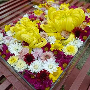 花手水 菊の花,カラフル,菊まつりの写真素材