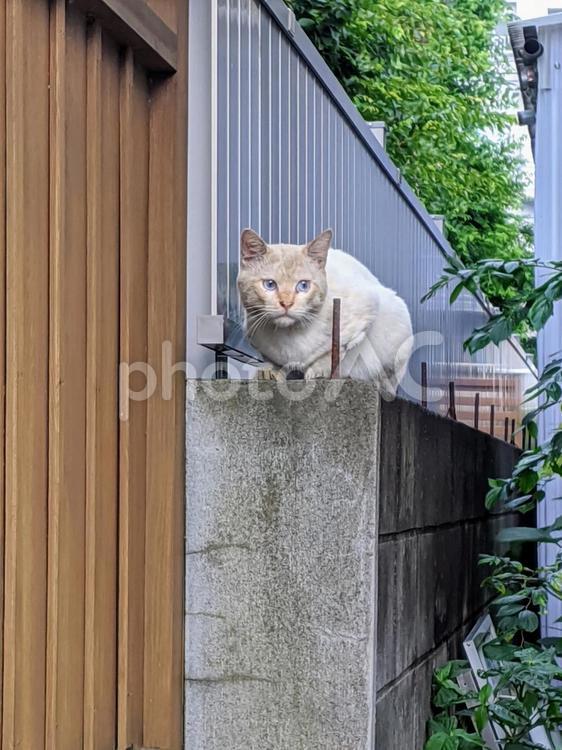 警戒する野良猫 猫,野良猫,警戒の写真素材