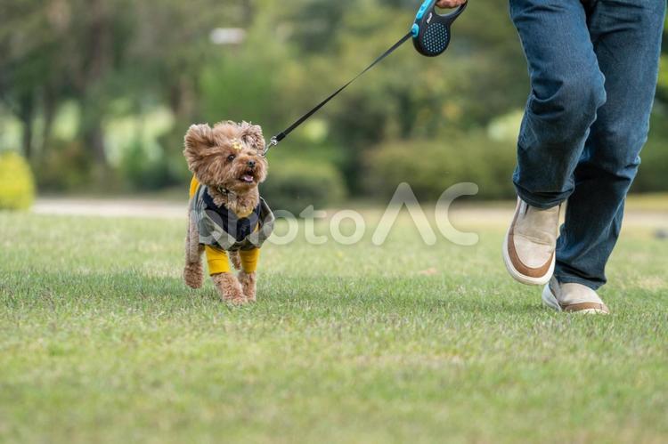 春の公園で散歩するトイプードル トイプードル,トイプー,ドッグランの写真素材