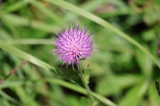 ピンクのアザミの花のアップ ピンクのアザミの花のアップの写真