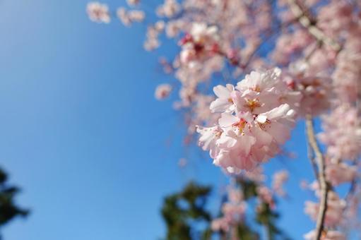 桜 桜の写真