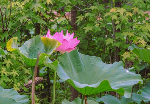 ハスの花13 ハスの花13の写真