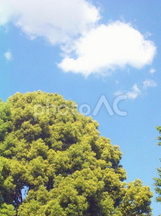 樹木と青空 樹木,植物,木の写真素材