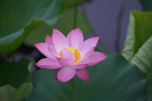 Lotus, JPG