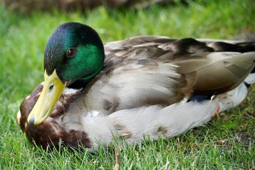 Mallard duck resting in the grass, JPG