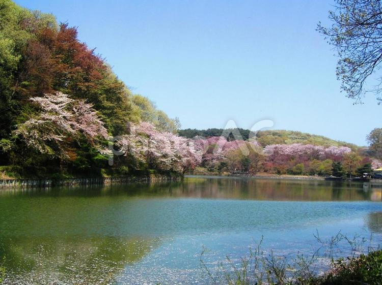 八丁湖の桜と花筏と 湖,桜,花いかだの写真素材