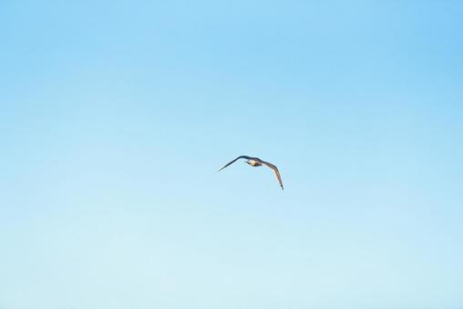 大空を優雅に舞うセグロカモメ セグロカモメ,渡り鳥,冬鳥の写真素材