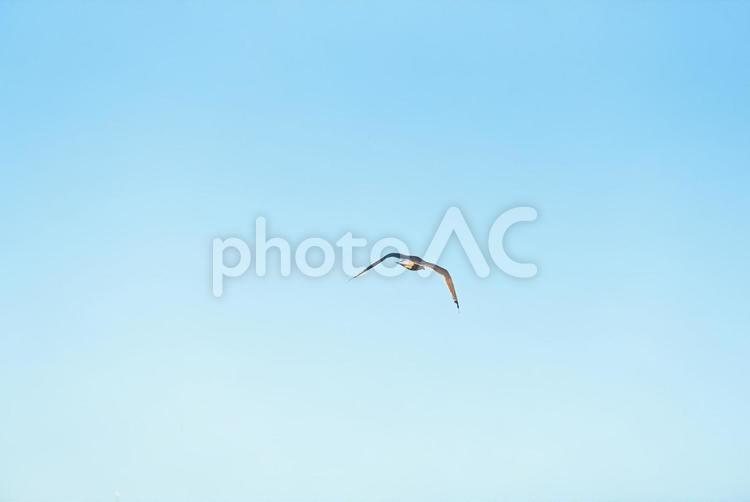 大空を優雅に舞うセグロカモメ セグロカモメ,渡り鳥,冬鳥の写真素材