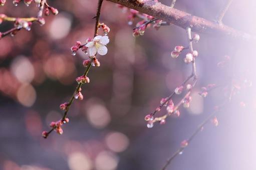 咲始めた梅の花 咲始めた梅の花 花,春,梅の写真素材