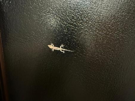 ヤモリの裏側 自然,風景,目立つの写真素材