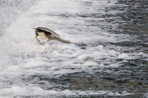 アオサギの狩り⑿ アオサギの狩り⑿の写真