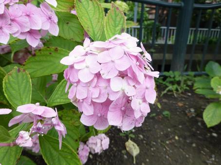 花壇の植え込みに咲いたピンクのアジサイ 花壇の植え込みに咲いたピンクのアジサイ アジサイ,花,植物の写真素材