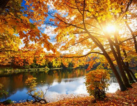 紅葉と池 紅葉と池の写真