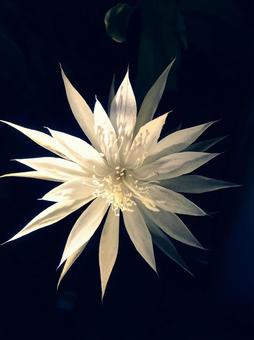 月下美人 月下美人 月下美人,花,一輪の写真素材