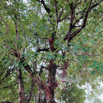 カナメモチの写真