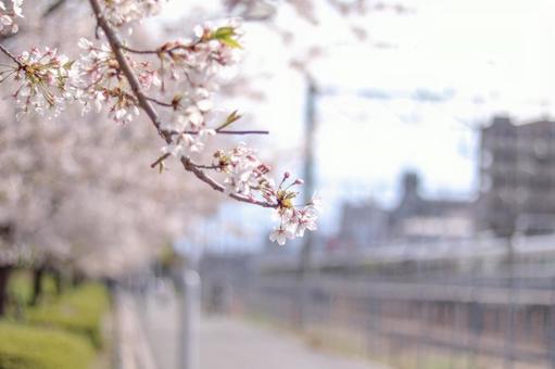 桜 桜の写真