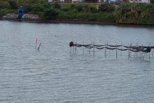 水面スレスレを飛ぶセグロカモメ 水面スレスレを飛ぶセグロカモメ セグロカモメ,渡り鳥,冬鳥の写真素材
