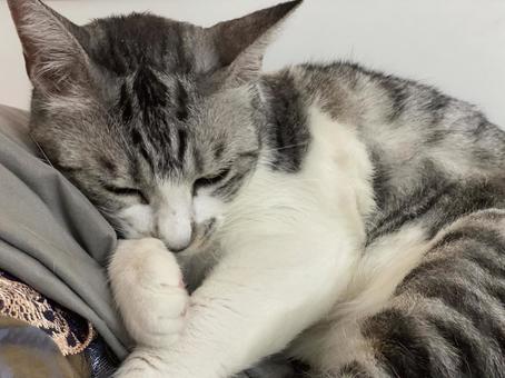 くつろぐサバ白にゃんこ様 くつろぐサバ白にゃんこ様 猫,可愛い,サバシロの写真素材