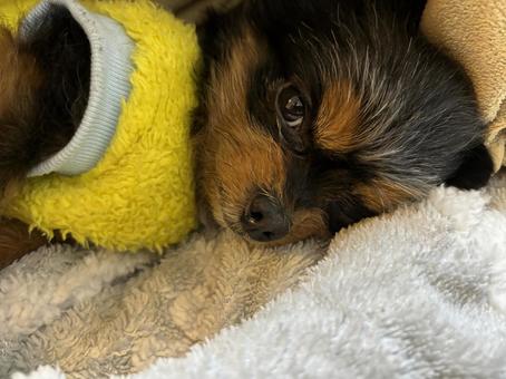 おやすみ おやすみ 犬,室内犬,おやすみの写真素材
