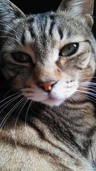 見つめる眼差し（猫のアップ）の写真