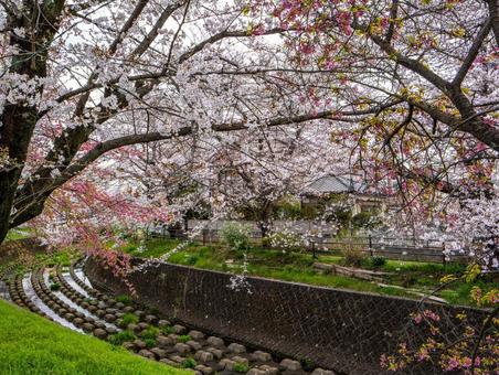 東川の桜並木 桜,さくら,春の写真素材