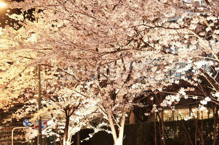 夜桜の並木道６ 夜桜,桜,満開の写真素材