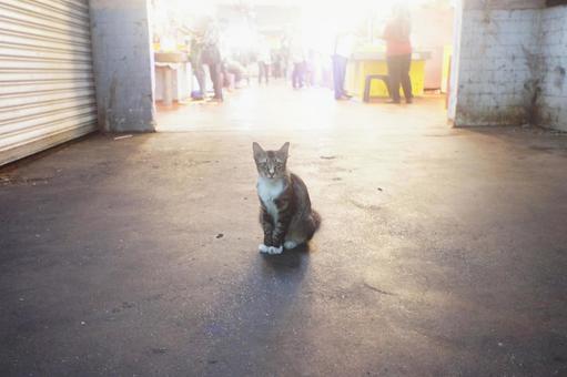 Photo, cat, market, concrete, 