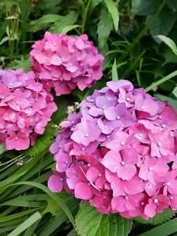 紫陽花 紫陽花,アジサイ,ピンクの写真素材