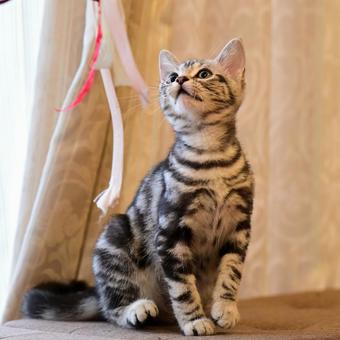 ねこじゃらし子猫 子猫,kitten,ねこの写真素材