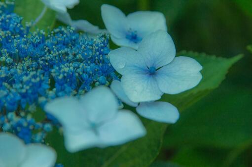 紫陽花 1 紫陽花 1の写真