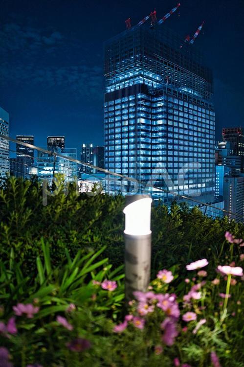 ビルの夜景とコスモス 夜,夜景,ビルの写真素材