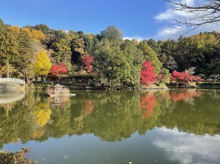 薬師池公園に映る1 薬師池公園に映る1 もみじ,公園,赤の写真素材