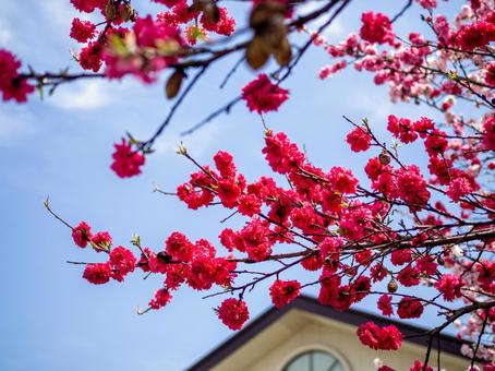 Photo, natural, it's beautiful, spring, 