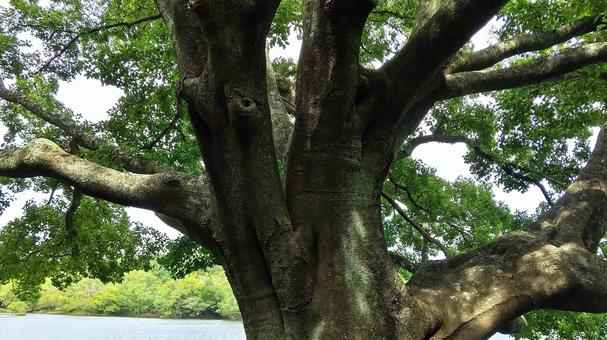 春めいた一碧湖の風 一碧湖,エノキ,早春の写真素材
