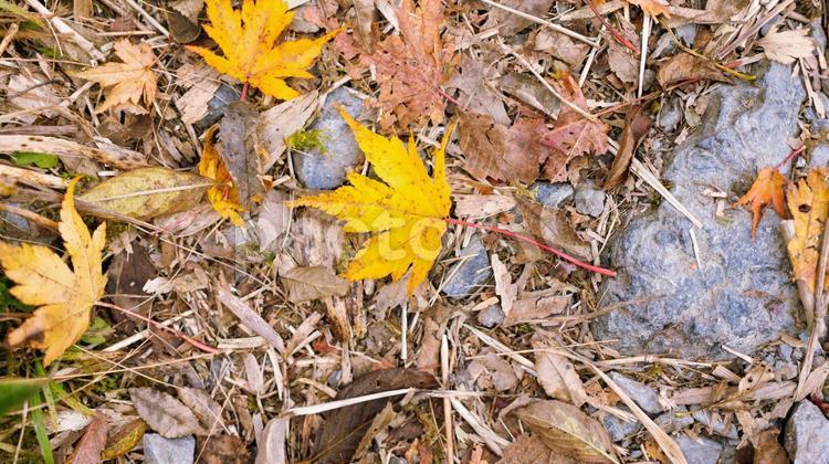 日本の秋の登山　落ち葉の絨毯 秋,落ち葉,自然の写真素材
