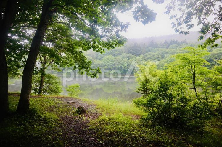 小鳥ヶ池（長野県　戸隠） 小鳥ヶ池,長野県,戸隠の写真素材