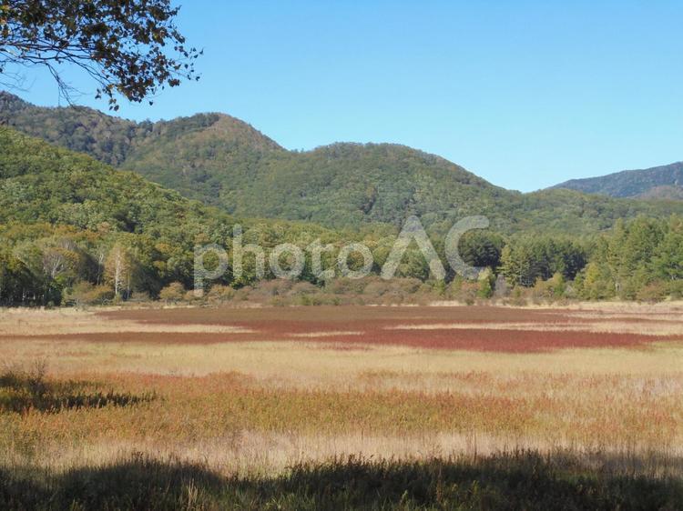 小田代ヶ原の草紅葉 日光,草紅葉,小田代ヶ原の写真素材