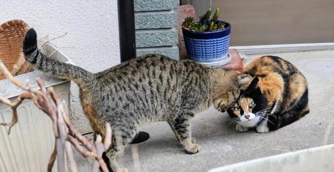 信頼関係の証 猫,生き物,風景の写真素材