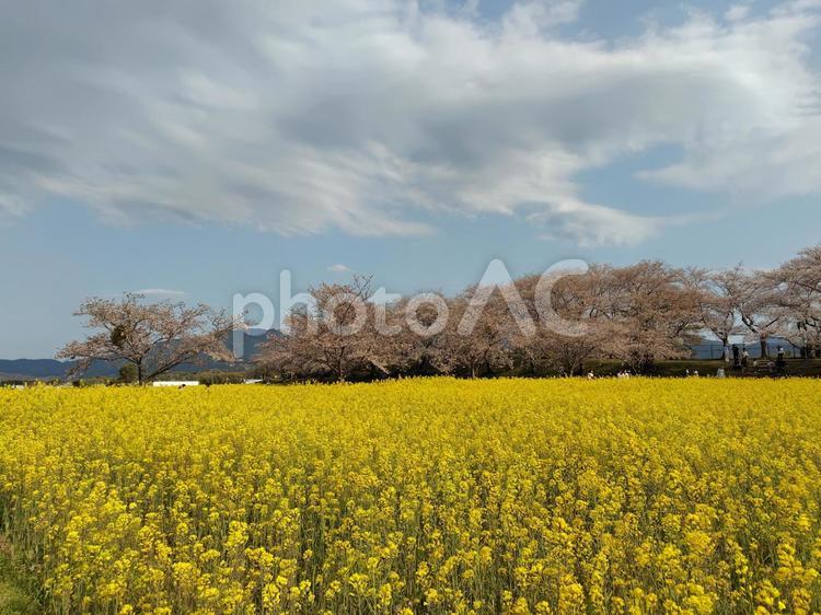 桜と菜の花 菜の花,桜,春の写真素材