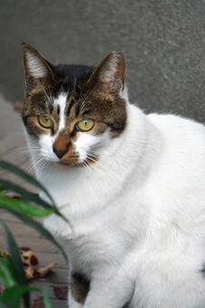 街中で見かけた野良ねこ8　猫素材　背景 ネコ,野良猫,可愛いの写真素材
