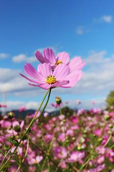 コスモス２８ コスモス,秋,かわいいの写真素材
