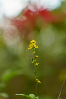 秋の野に咲くキンミズヒキの花 秋の野に咲くキンミズヒキの花の写真