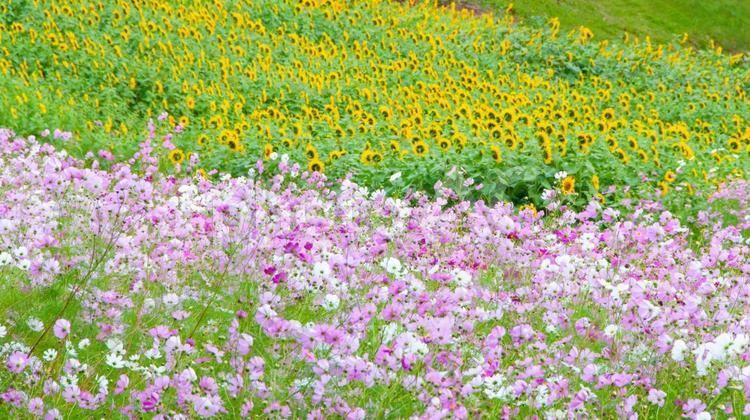 コスモスと秋に咲くひまわり コスモス,ヒマワリ,秋桜の写真素材